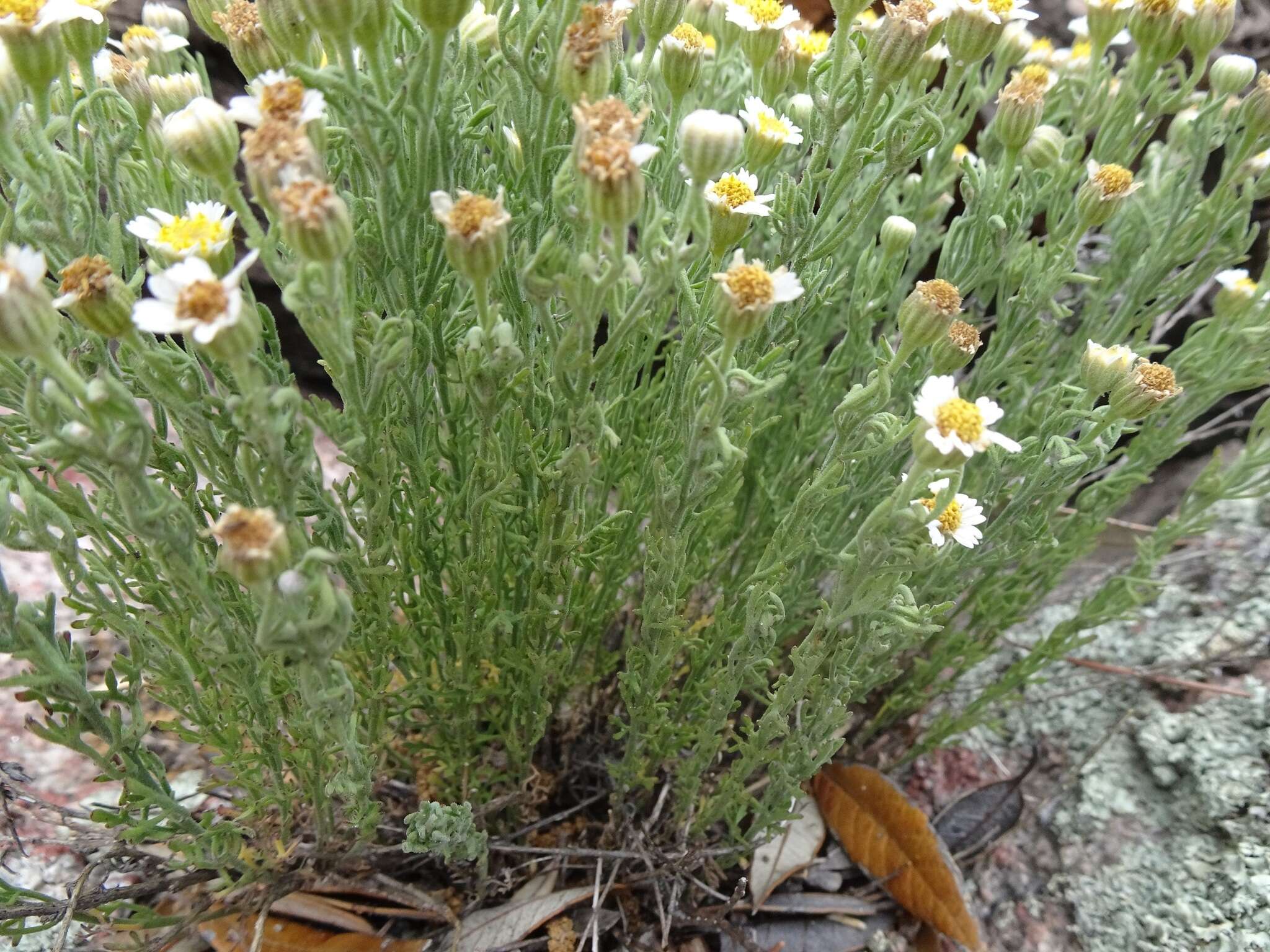 Imagem de Perityle coronopifolia A. Gray