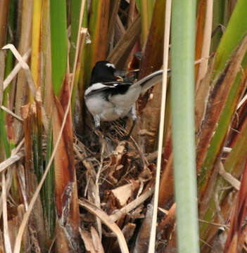 Image of White-browed Wagtail