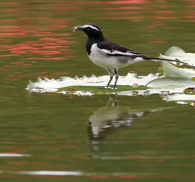 Image of White-browed Wagtail