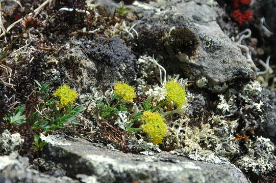 Plancia ëd Podistera yukonensis Mathias & Constance