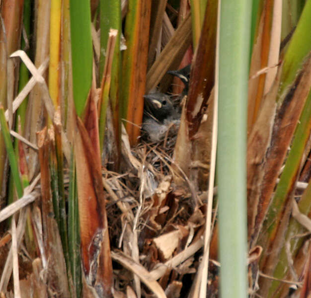 Image of White-browed Wagtail