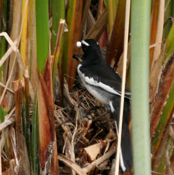 Image of White-browed Wagtail