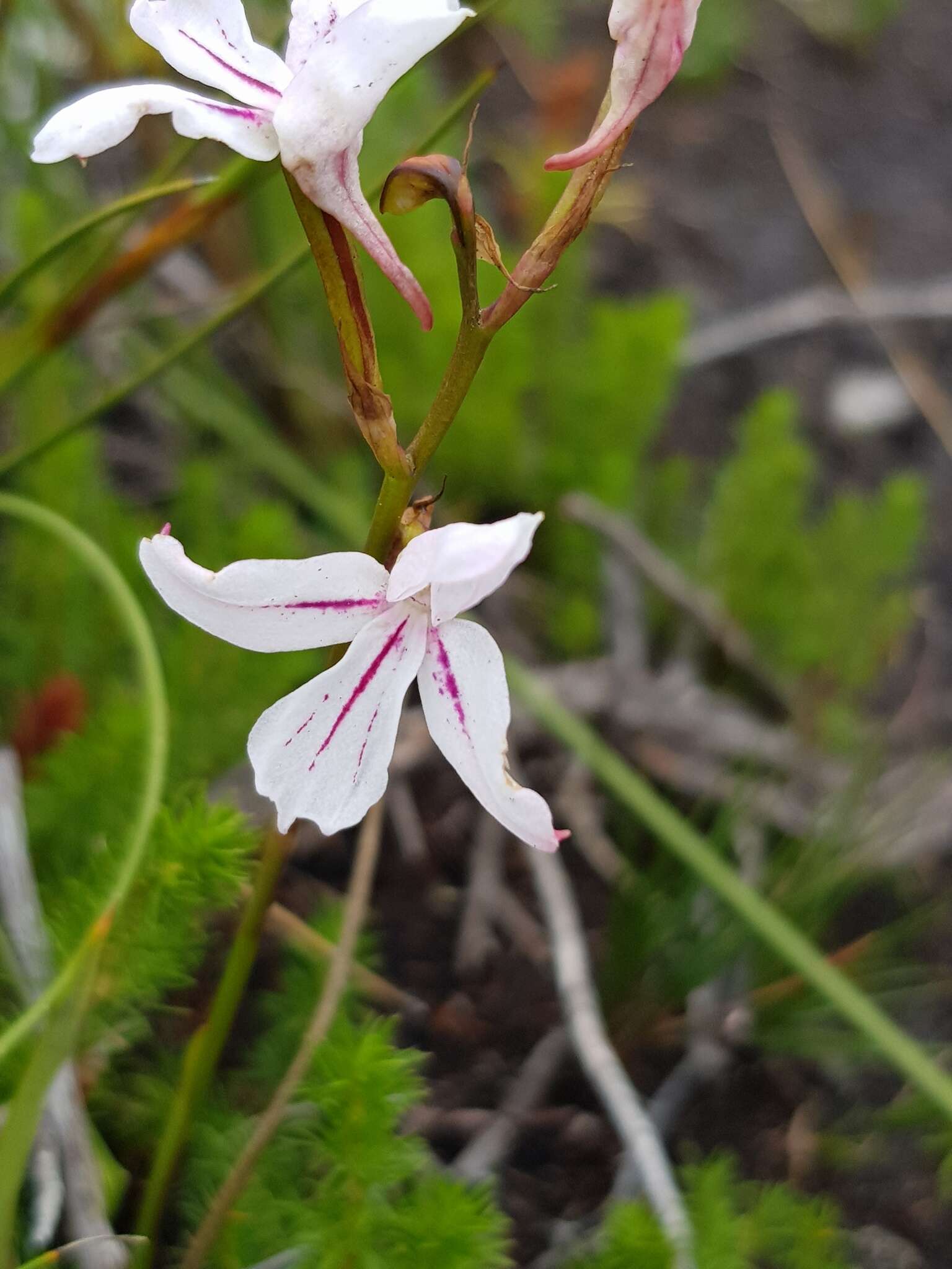 Image de Disa gladioliflora Burch. ex Lindl.