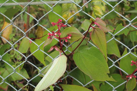 Image of Miconia tuberculata (Naud.) Triana