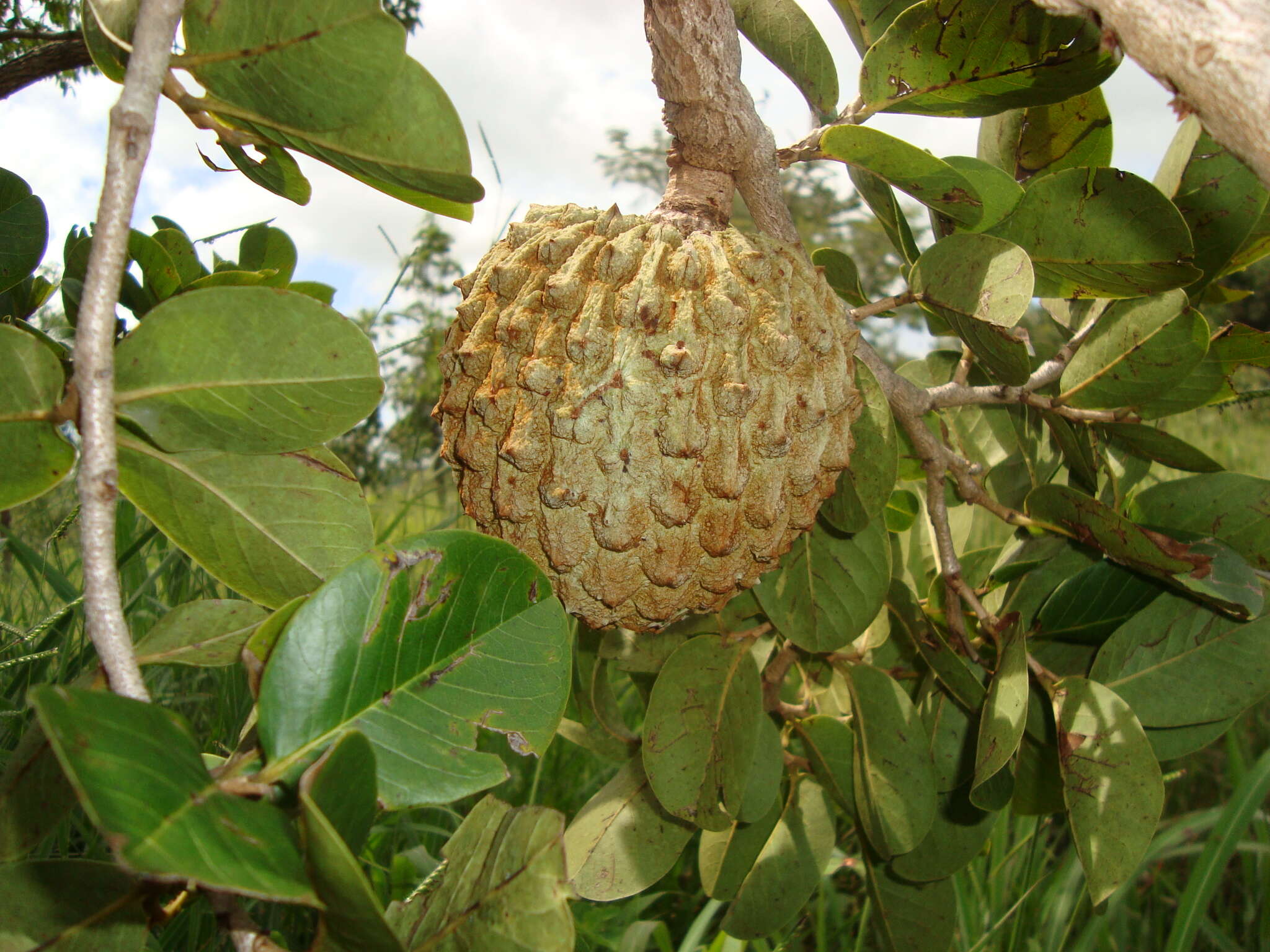 Image of Annona crassiflora Mart.