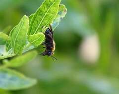 Imagem de Andrena thoracica (Fabricius 1775)