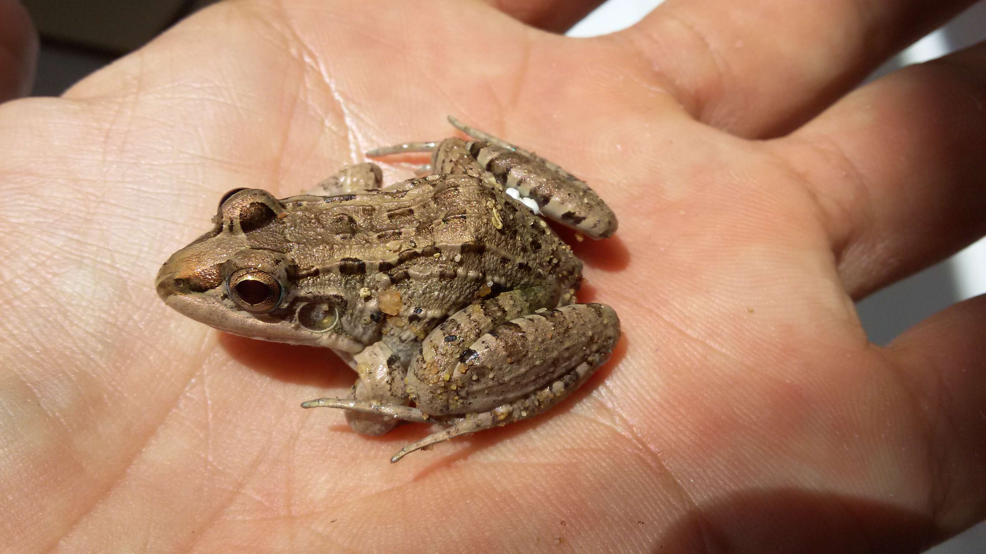 Image of Leptodactylus chaquensis Cei 1950