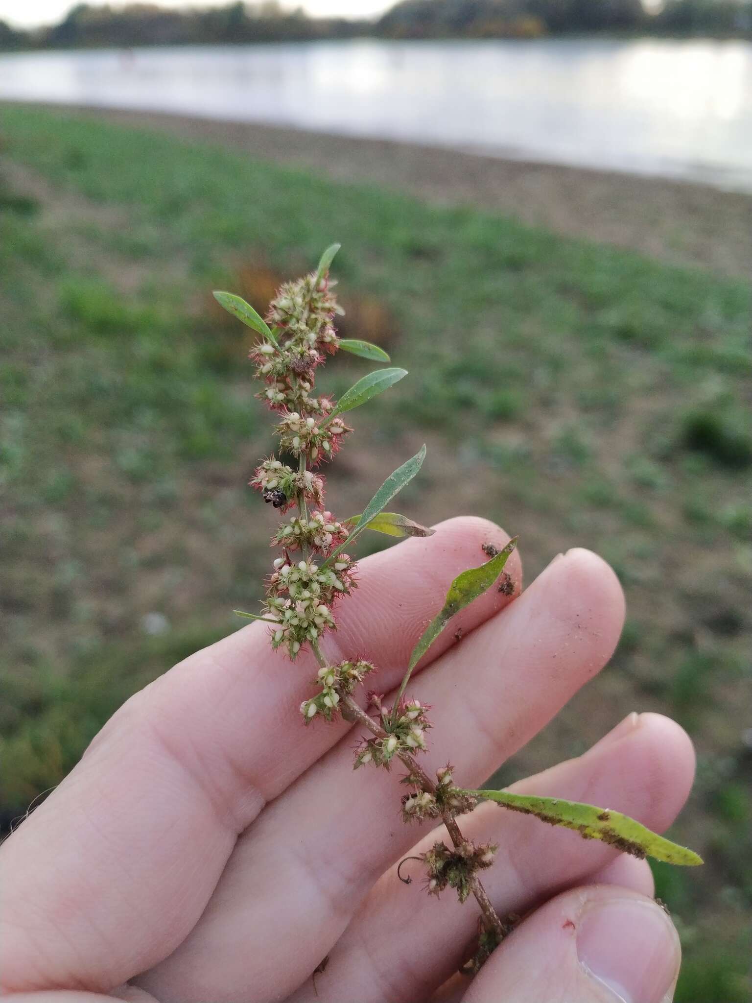 Image of Rumex ucranicus Fisch.