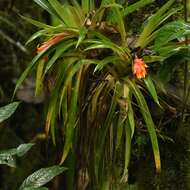 Image of Guzmania jaramilloi H. Luther