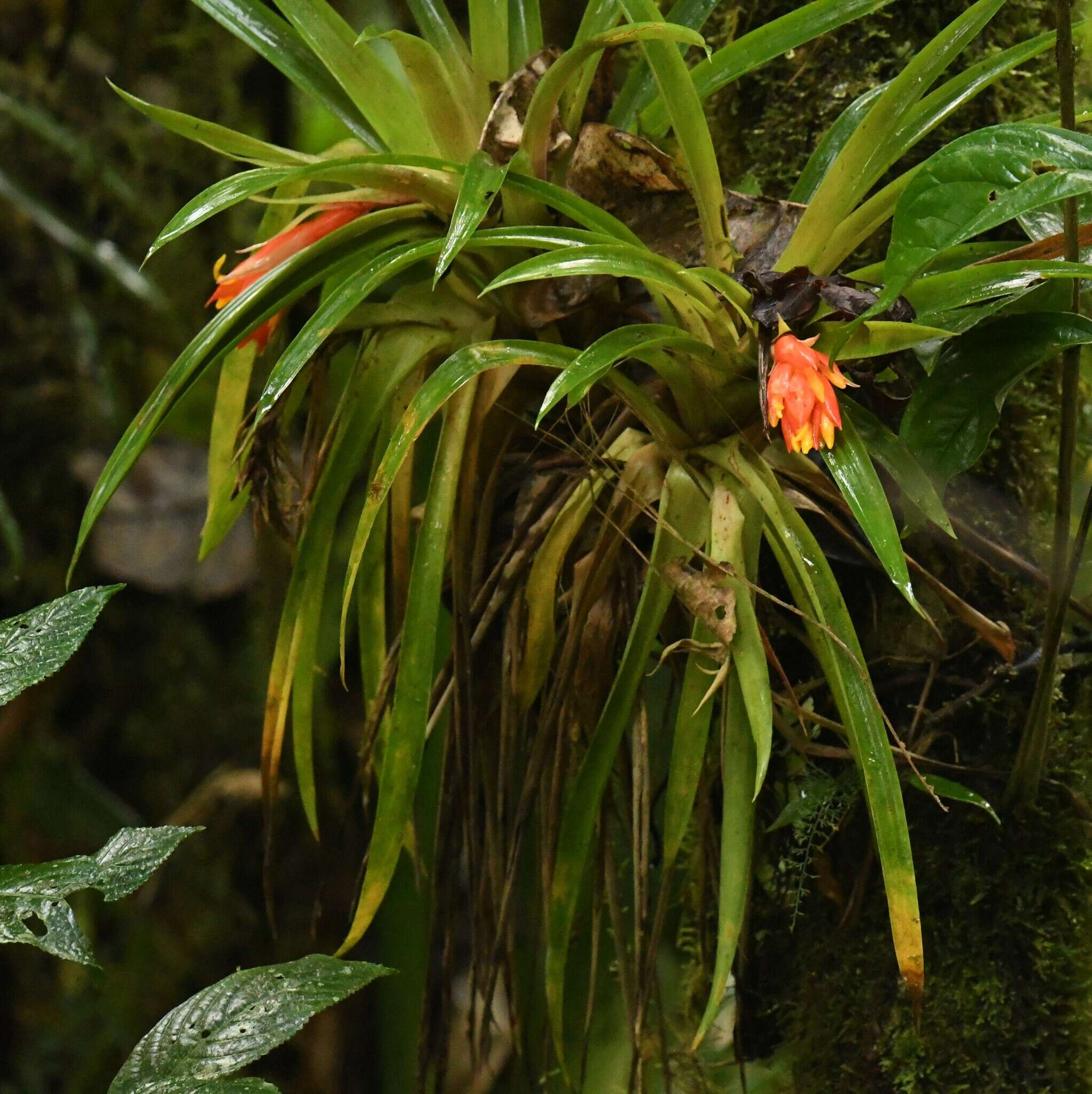 صورة Guzmania jaramilloi H. Luther