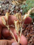 Image of Mojave pricklypoppy