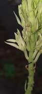 Image of Mandevilla pentlandiana (A. DC.) R. E. Woodson