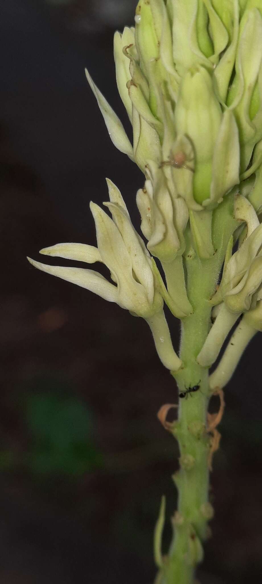 Image of Mandevilla pentlandiana (A. DC.) R. E. Woodson