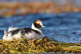 Image of Hooded Grebe