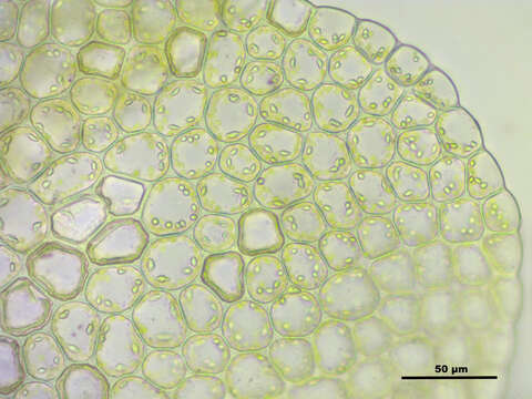 Chiloscyphus profundus的圖片