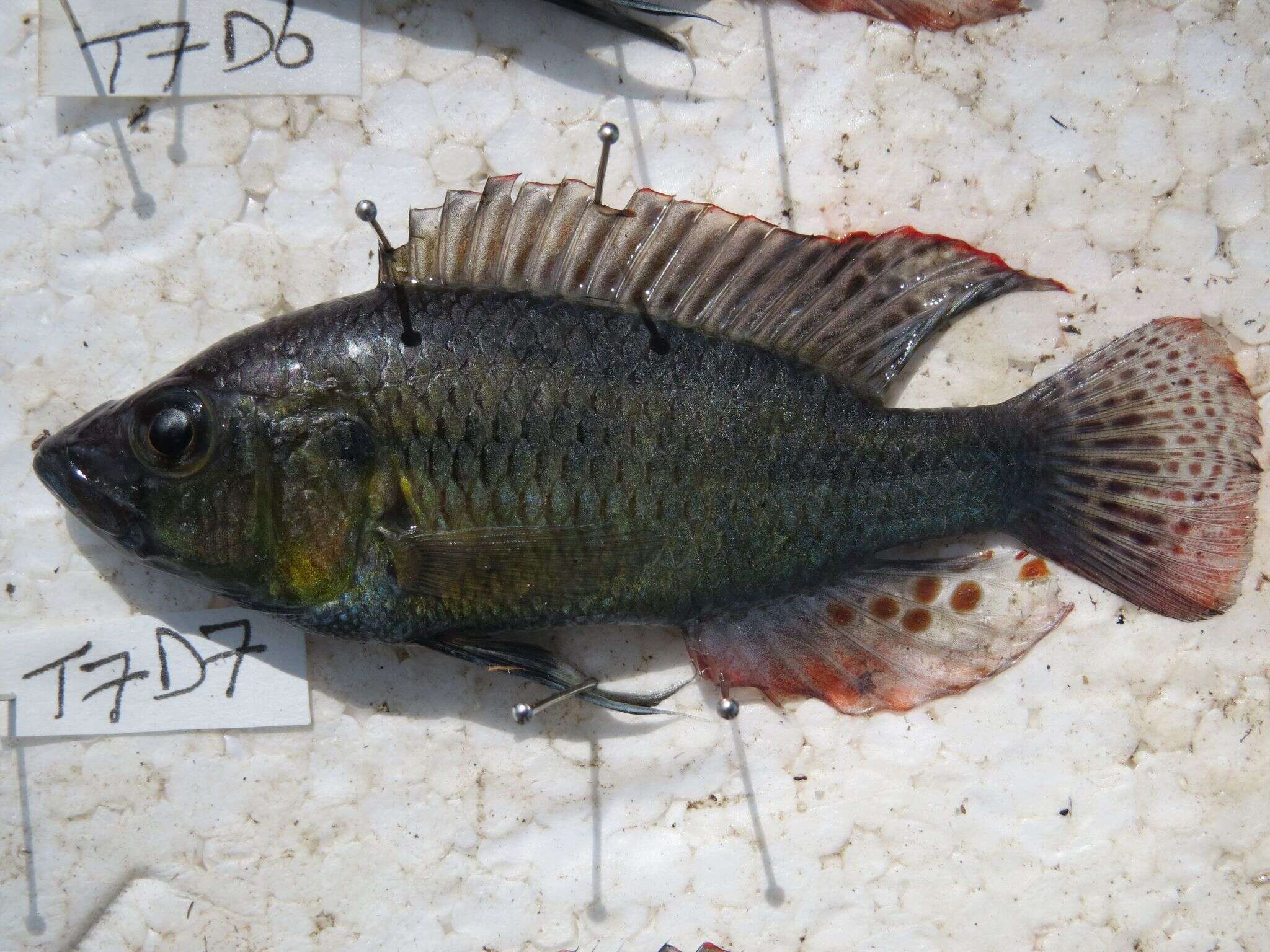 Image de Astatotilapia bloyeti (Sauvage 1883)