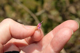 Image of Tessaria integrifolia Ruiz & Pav.