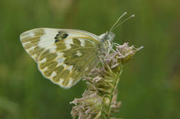 Image of Eastern Bath White