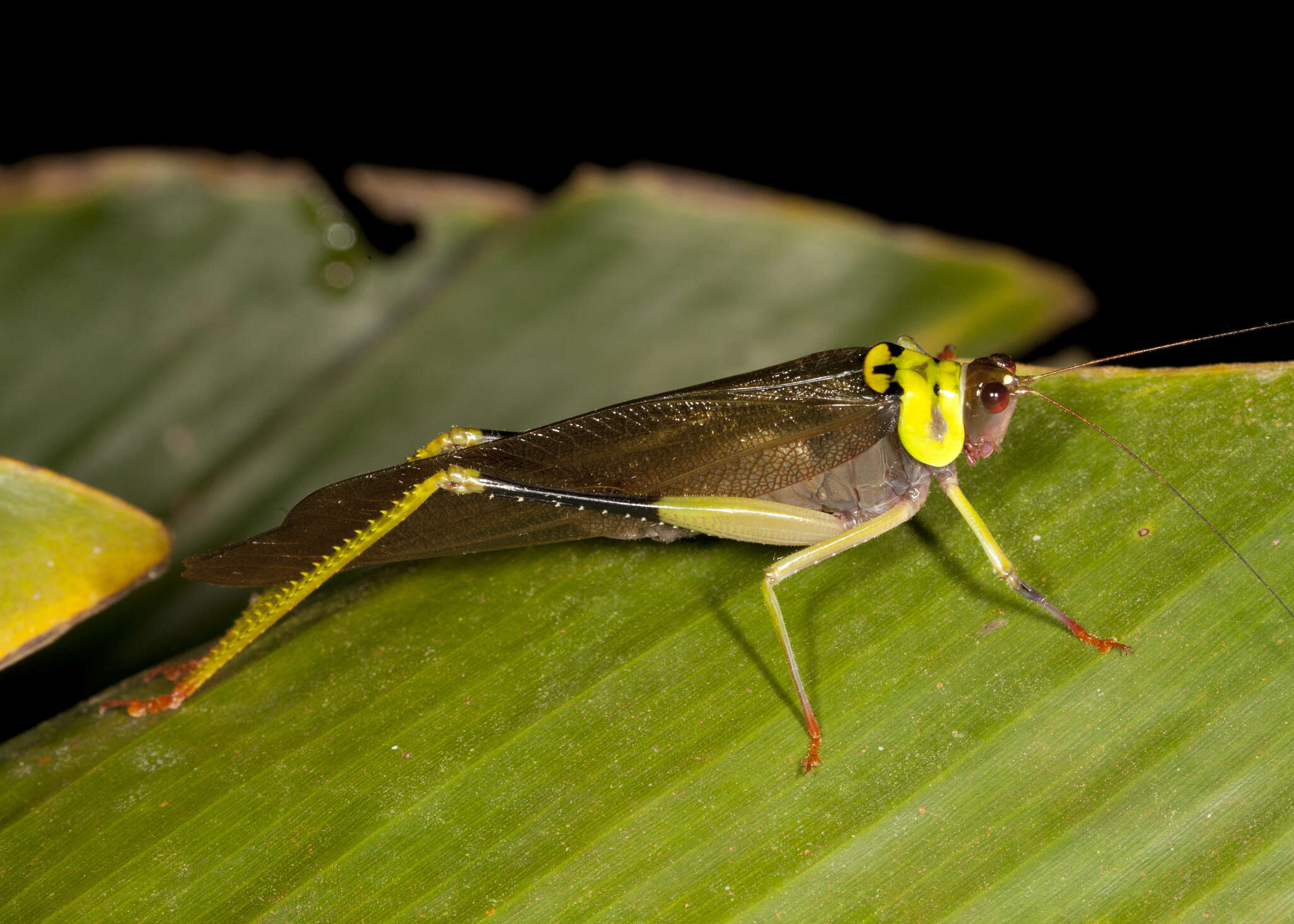 Image of Euceraia insignis Hebard 1927