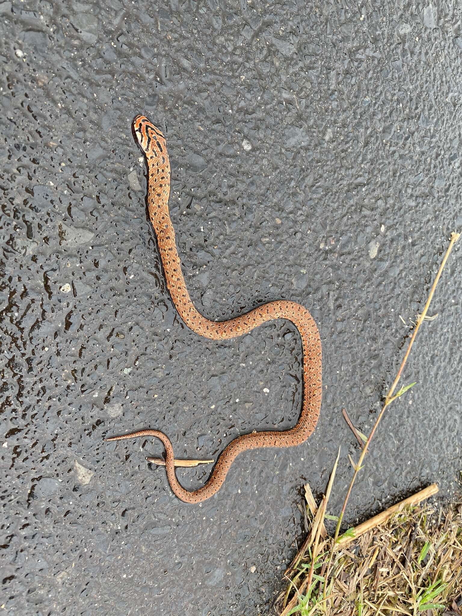 Image of Burrowing Ratsnake