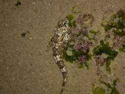 Image of Eastern Jumping Blenny