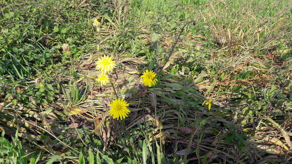 Pseudopodospermum hispanicum (L.) Zaika, Sukhor. & N. Kilian resmi