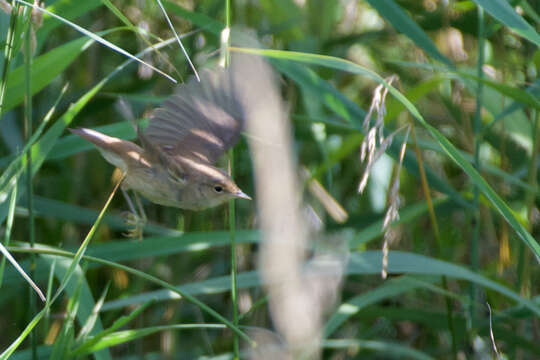 Image of Reed Warbler