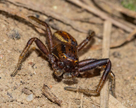 Image of Xysticus luctans (C. L. Koch 1845)