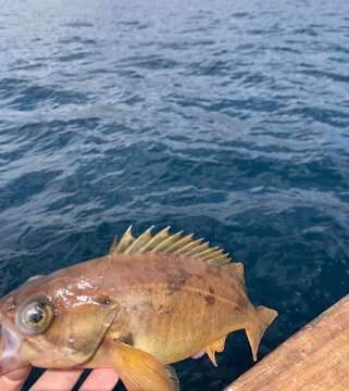 Image of Squarespot rockfish