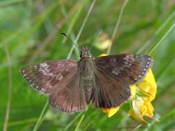 Image of dingy skipper