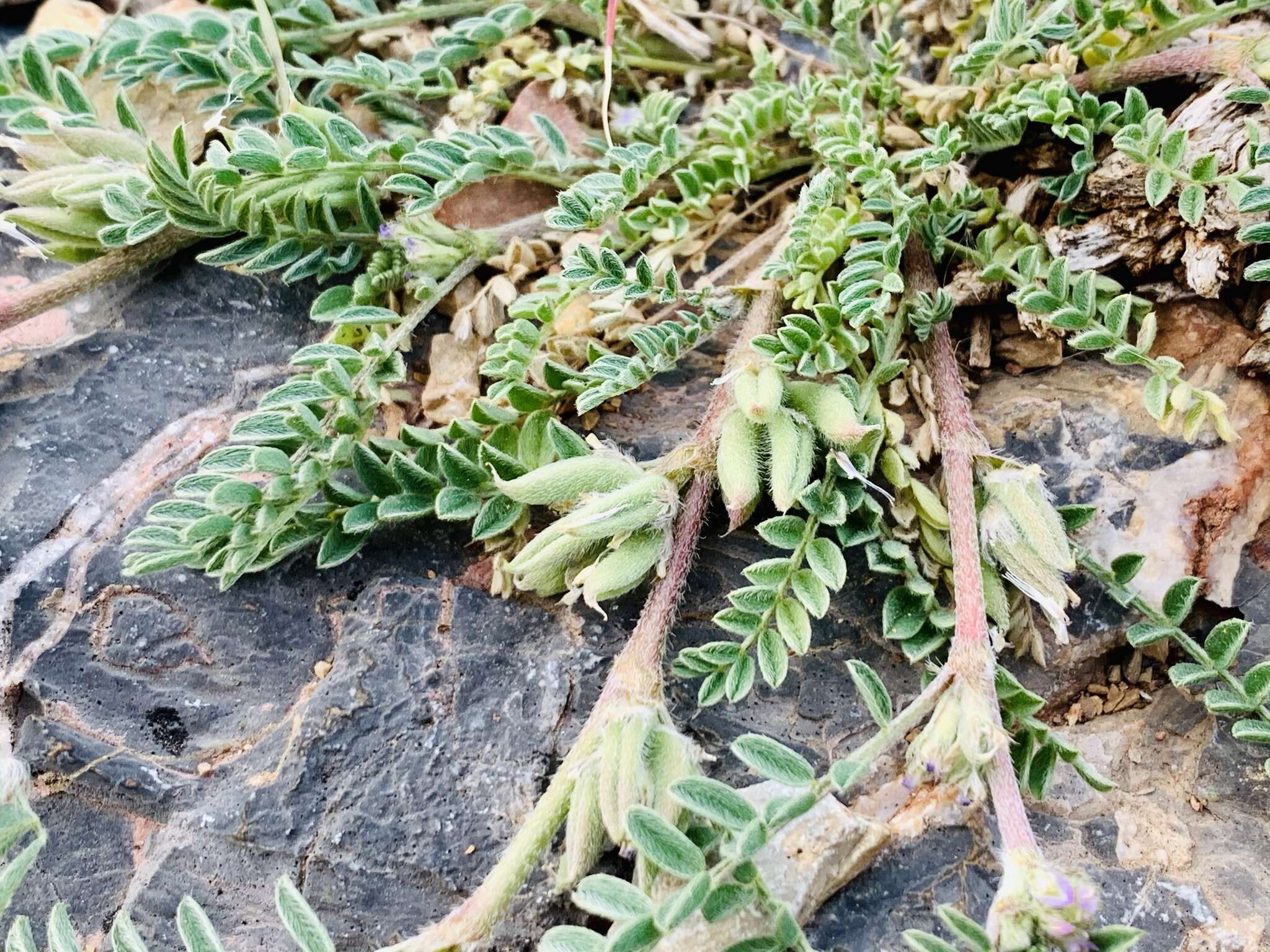 Слика од Astragalus sesameus L.