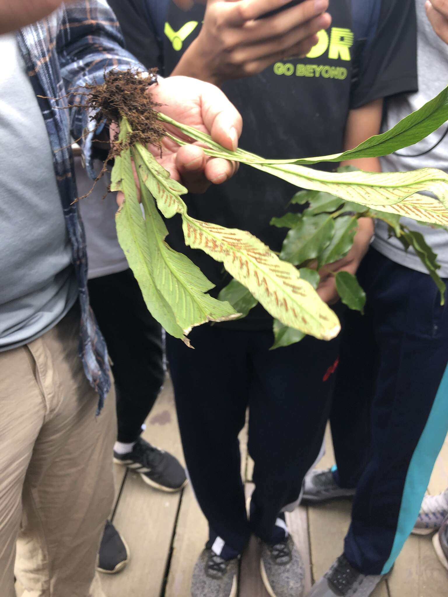 Imagem de Asplenium ensiforme Wall.