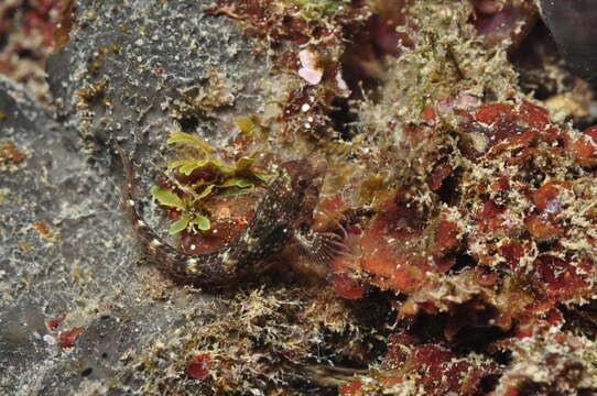 Image of Red Blenny