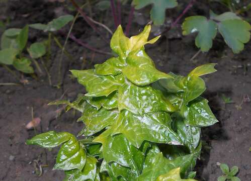 Image of Acanthus hungaricus (Borbás) Baenitz