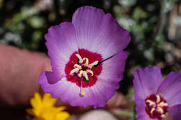 Imagem de Clarkia gracilis subsp. tracyi (Jeps.) Abdel-Hameed & Snow