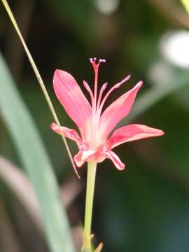 Image of Freesia grandiflora subsp. grandiflora