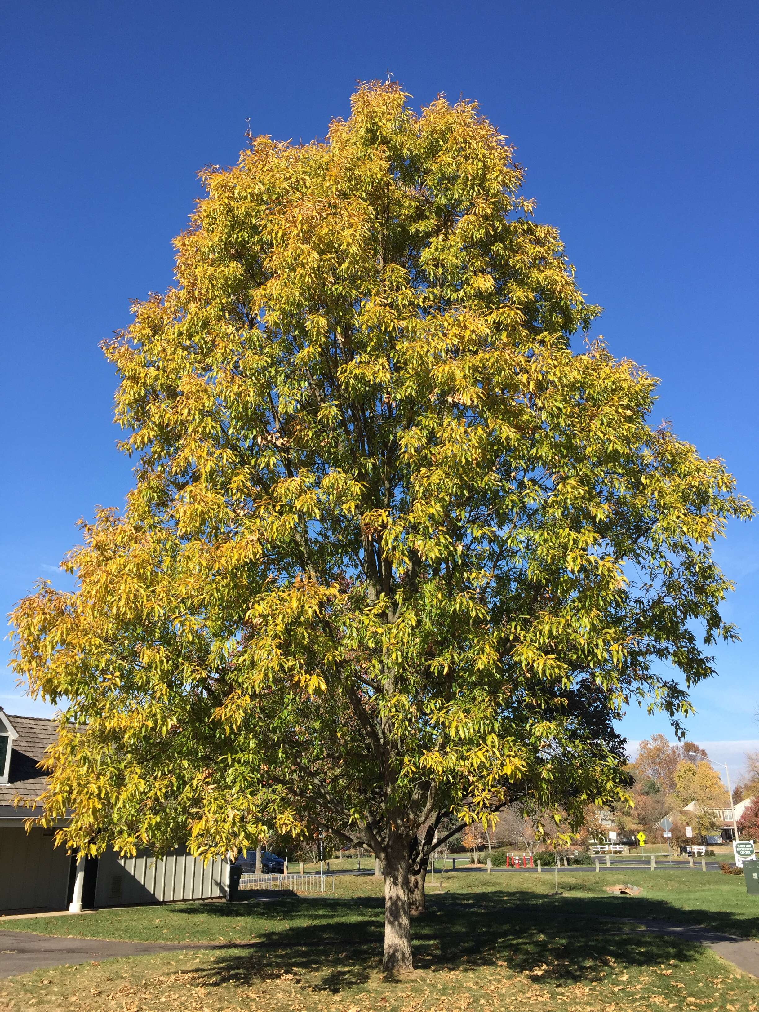 Image of Saw-tooth Oak