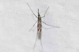 Anopheles punctipennis (Say 1823)的圖片