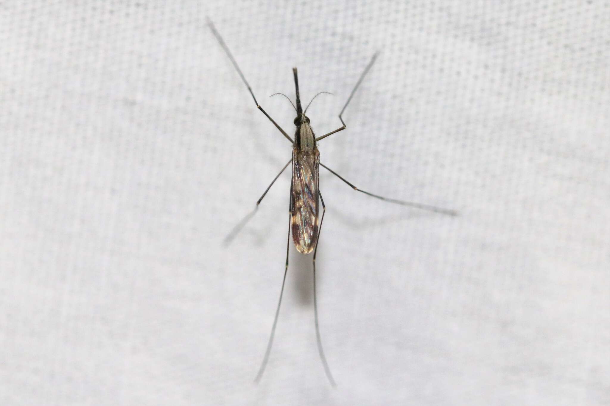 Anopheles punctipennis (Say 1823)的圖片