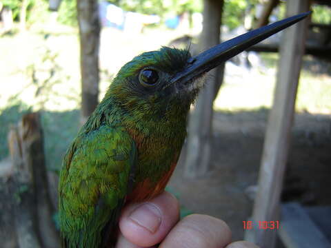 Image of Bluish-fronted Jacamar