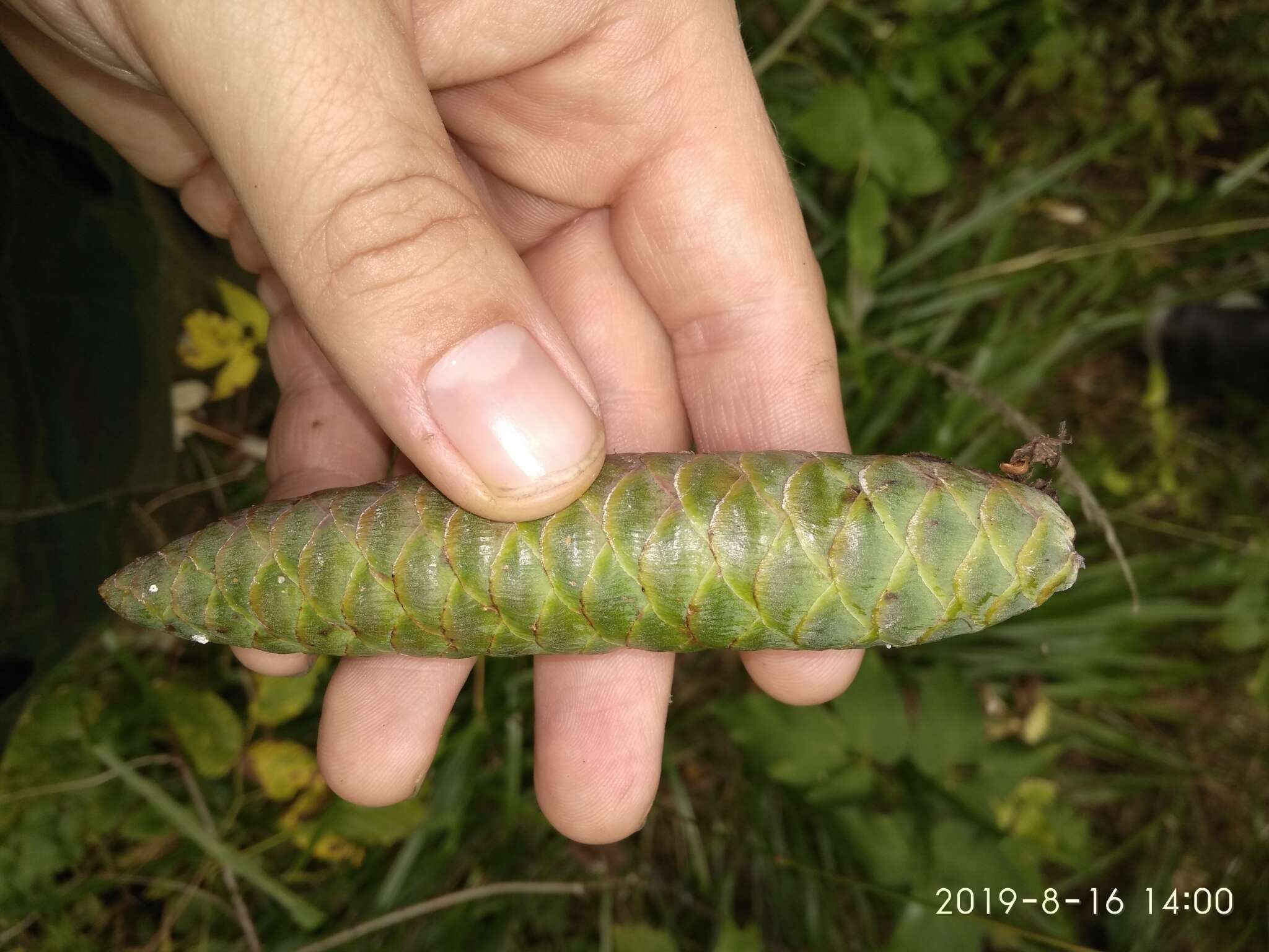 Imagem de Picea fennica (Regel) Kom.