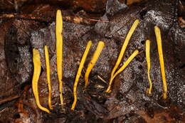 Clavaria argillacea Pers. 1797 resmi