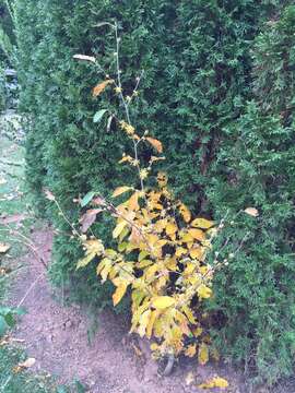 Imagem de Hamamelis virginiana L.