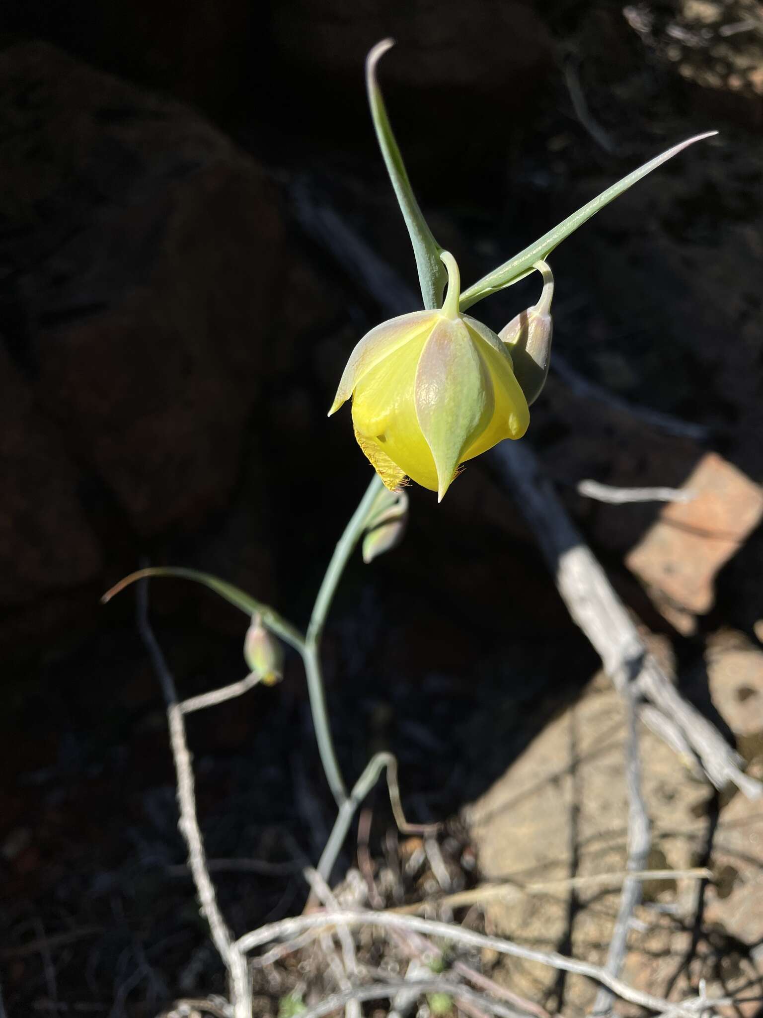 Calochortus raichei Farwig & V. Girard resmi