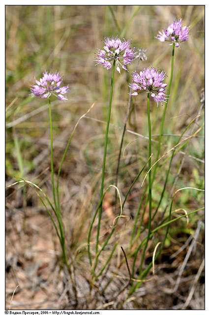 Image of Allium cretaceum N. Friesen & Seregin