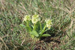 Image of Elder-flowered orchid