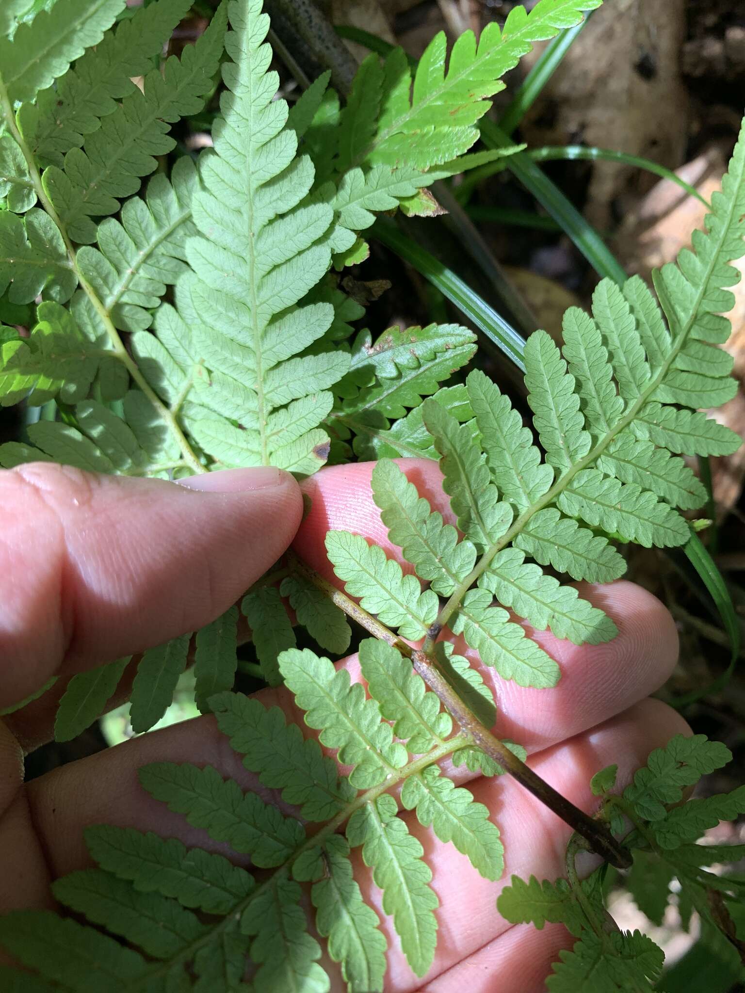 Sivun Alsophila fenicis (Copel.) C. Chr. kuva