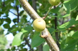 Image of Chinese pear