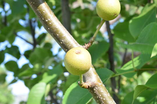 Image of Chinese pear