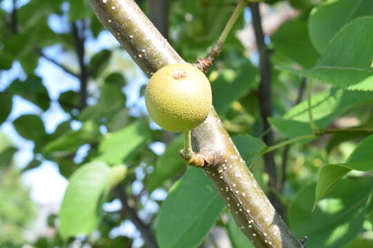 Image of Chinese pear